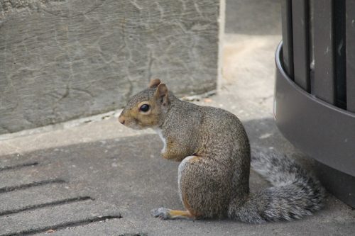 Credit: https://pixabay.com/en/squirrel-hunched-sitting-cute-937702/